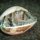 The Wildlife Photographer of the Year contest is developed and produced by the Natural History Museum, London. Above, one of the contest’s highly commended images, showing a coconut octopus taking shelter in a shell.